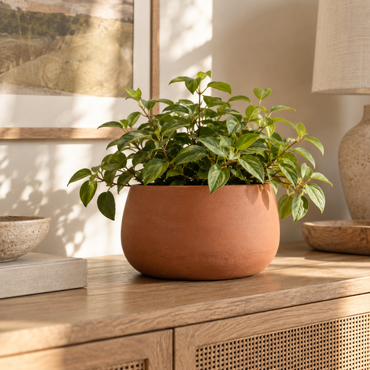 Generated styling illustration of Terracotta Curve Plant Cover